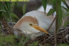 cattle egret nest